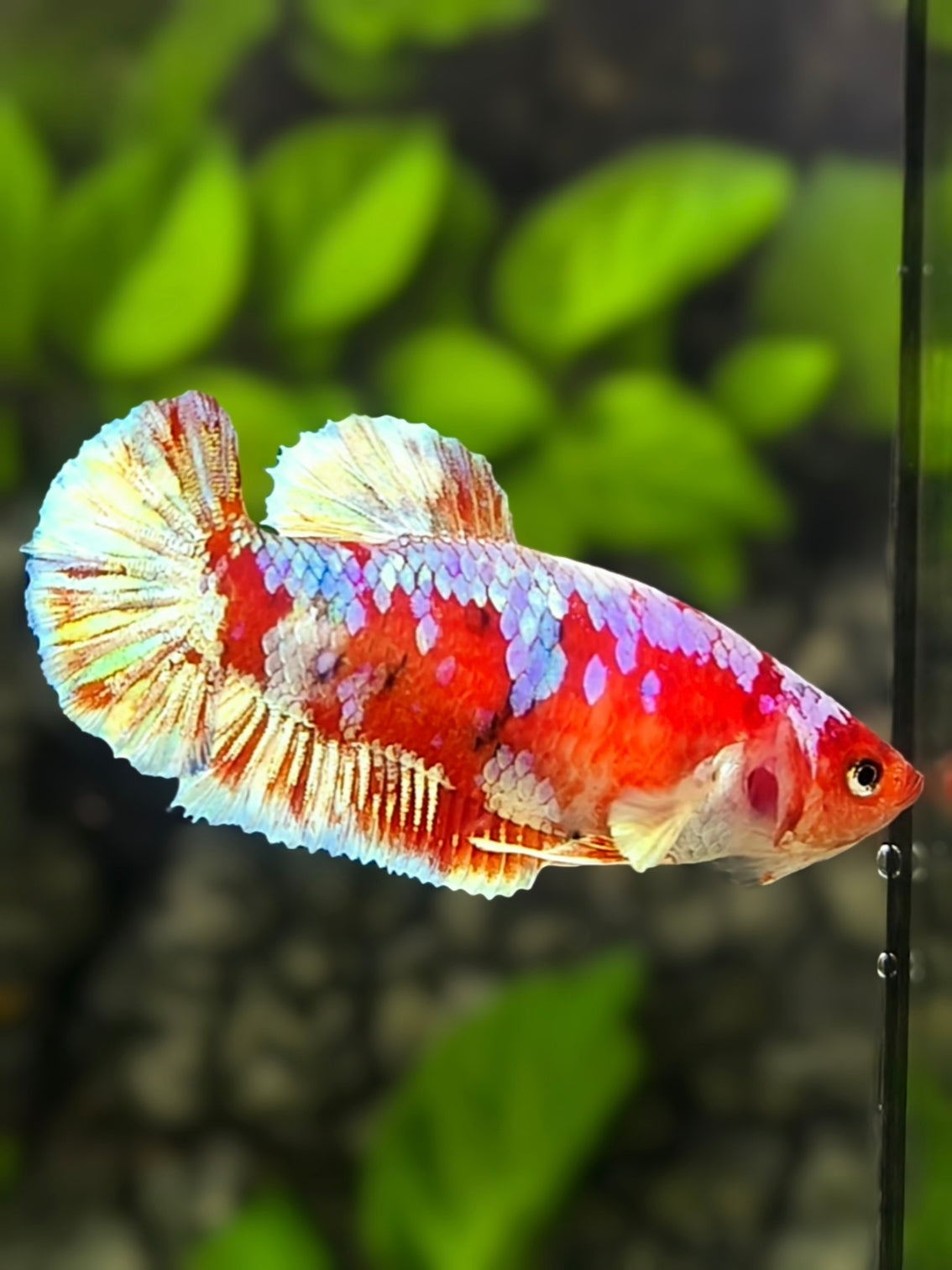 Red Barongsai Gold HMPK Betta Fish Female For Sorority / Breed