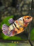 Orange Koi Copper Galaxy HMPK Betta Fish Female For Sorority / Breed