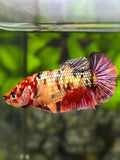 Nemo Koi Copper Galaxy HMPK Betta Fish Female For Sorority / Breed #RKC