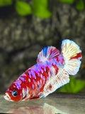 Red Barongsai Purple Galaxy HMPK Betta Fish Female For Sorority / Breed