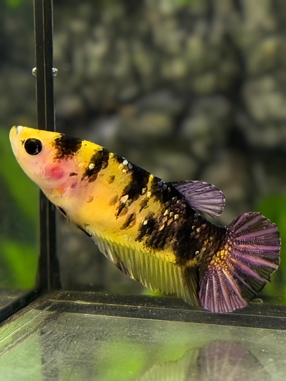 Yellow Koi Tiger Copper Purple Galaxy HMPK Betta Fish Female For Sorority / Breed #YKG