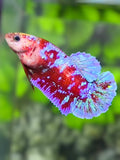 Red Purple Blue Galaxy HMPK Betta Fish Female For Sorority / Breed