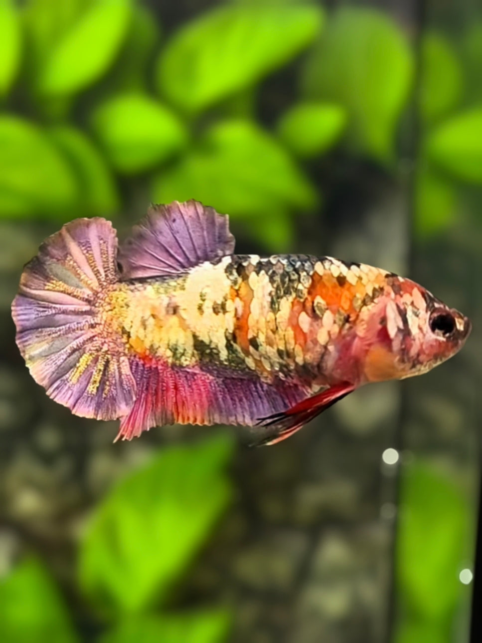 Koi Copper Purple HMPK Betta Fish Female For Sorority / Breed #RKC