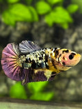 Yellow Koi Copper Galaxy HMPK Betta Fish Female For Sorority / Breed #YKG