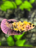 Yellow Copper Purple Koi Gold Galaxy HMPK Betta Fish Female For Sorority / Breed #YKG