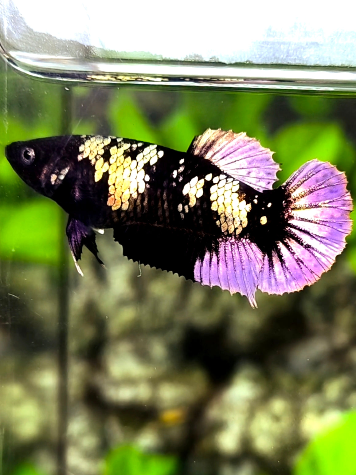 Avatar Copper Black Panther HMPK Betta Fish Female For Sorority / Breed
