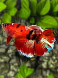 Red Koi Tiger Halfmoon Betta Fish Female For Sorority / Breed