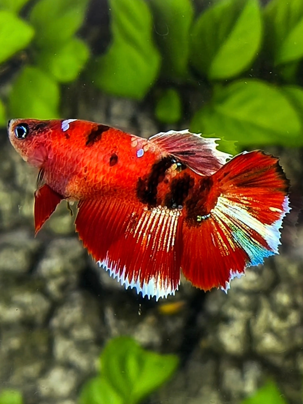 Red Koi Tiger Halfmoon Betta Fish Female For Sorority / Breed