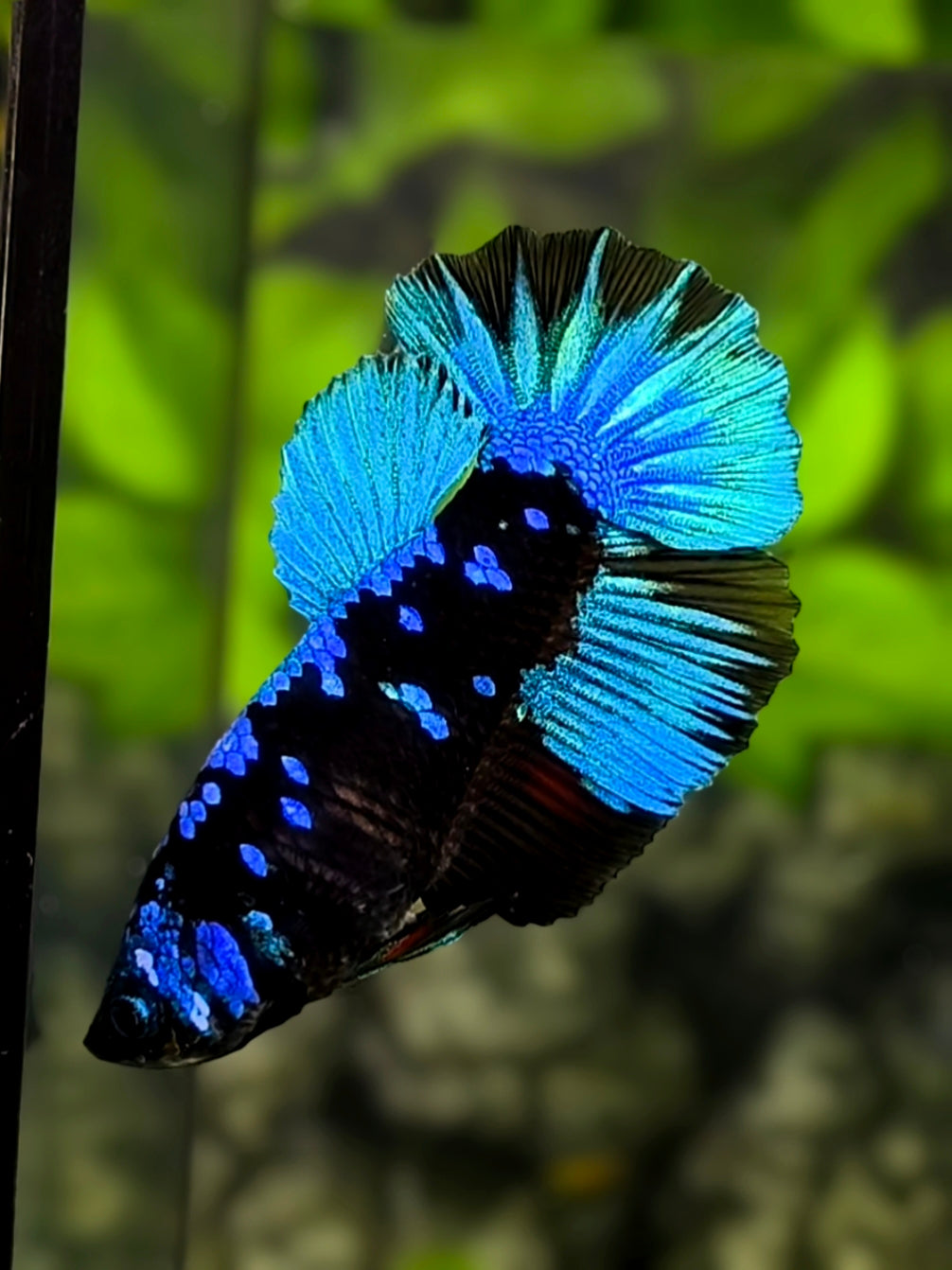 Avatar Blackstar Turquoise Halfmoon Betta Fish Female For Sorority / Breed