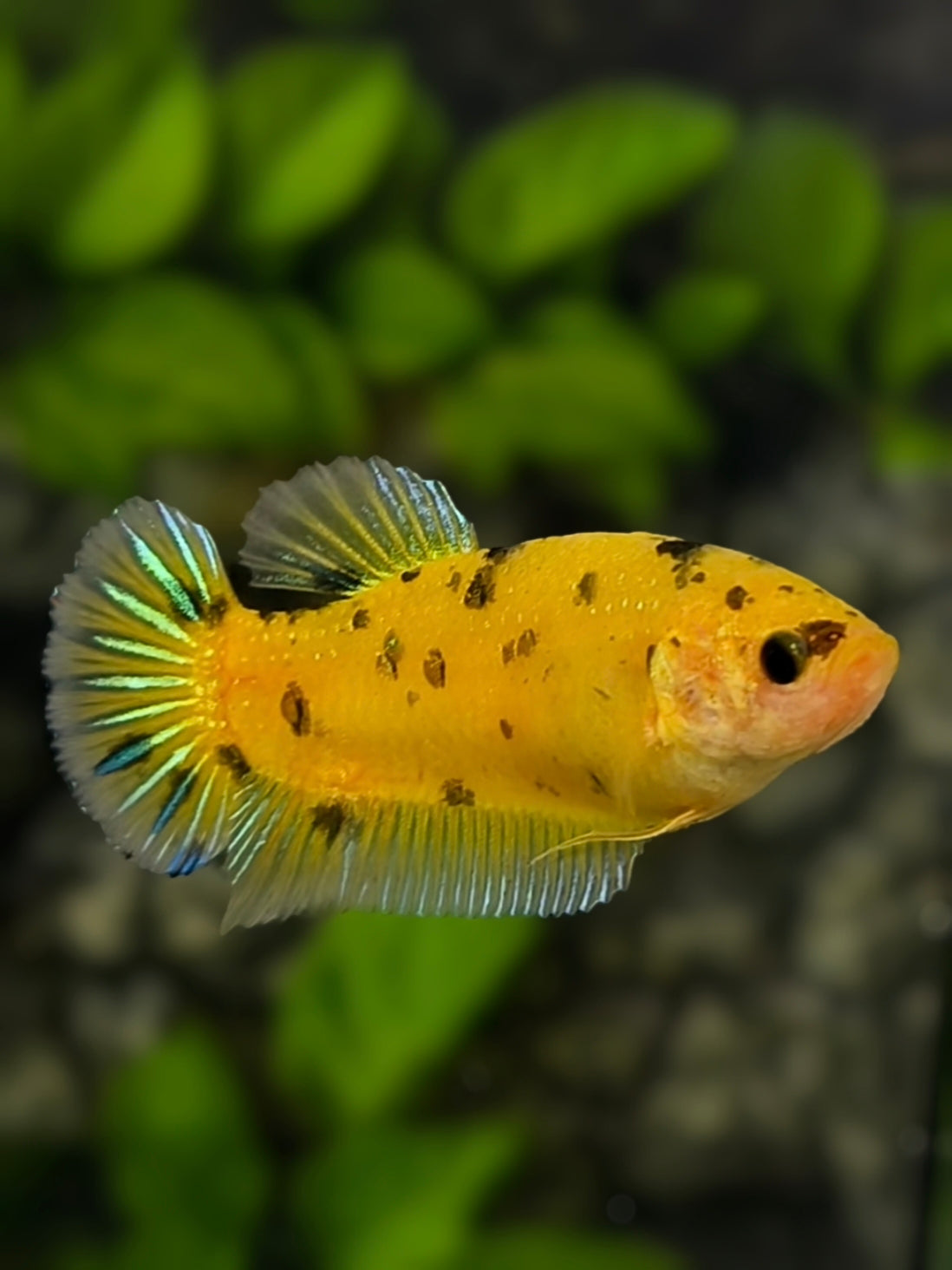 Yellow Koi Tiger HMPK Betta Fish Female For Sorority / Breed #YKG