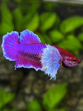 Dumbo Ears Purple Lavender HMPK Betta Fish Female For Sorority / Breed