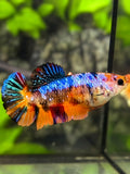 Multicolor Candy Galaxy HMPK Betta Fish Female For Sorority / Breed