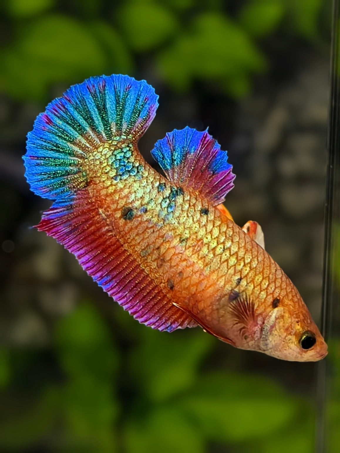 Fancy Shimmer Metalic HMPK Betta Fish Female For Sorority / Breed