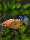 Yellow Koi Galaxy HMPK Betta Fish Female For Sorority / Breed #YKG