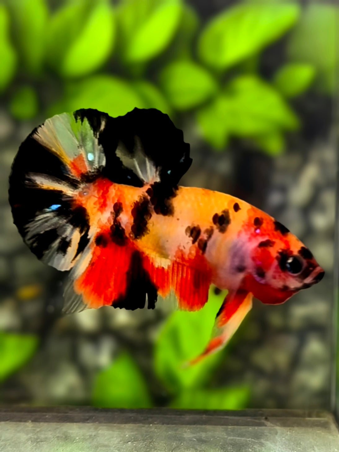 Classic Nemo Koi Tiger HMPK Betta Fish Male