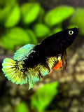 Black Light Green HMPK Betta Fish Female For Sorority / Breed