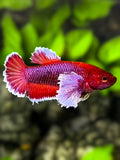 Dumbo Ears Lavender HMPK Betta Fish Female For Sorority / Breed