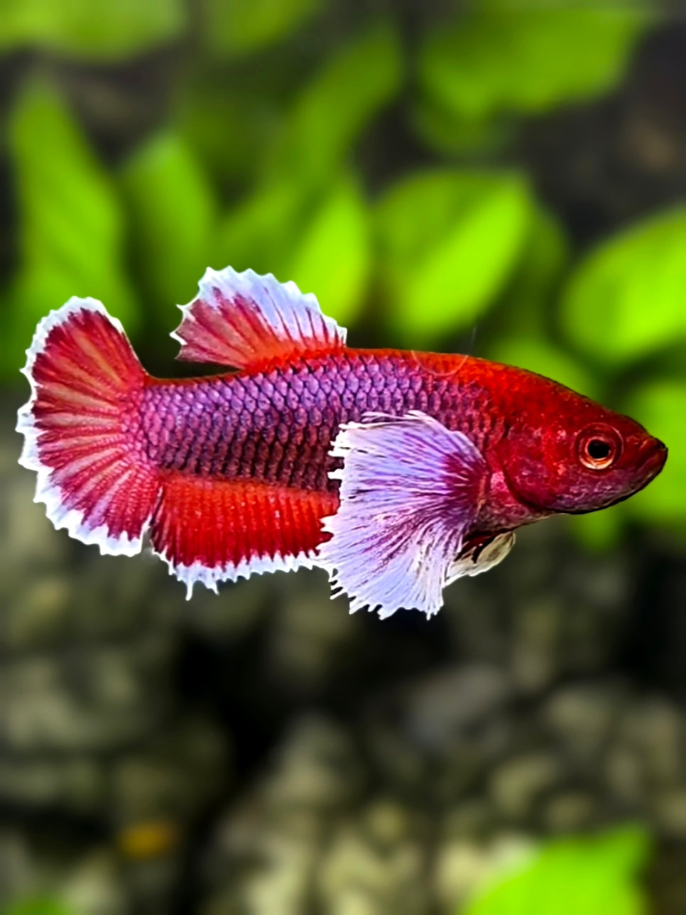 Dumbo Ears Lavender HMPK Betta Fish Female For Sorority / Breed