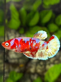 Red Barongsai Gold HMPK Betta Fish Female For Sorority / Breed