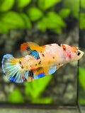 Multicolor Metalic HMPK Betta Fish Female For Sorority / Breed