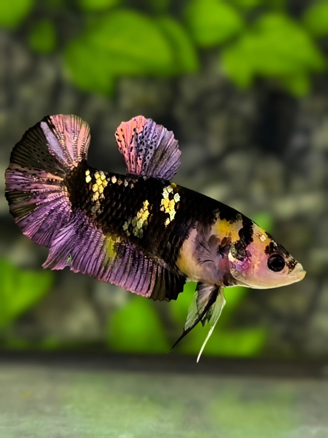 Yellow Koi Tiger Purple Galaxy HMPK Betta Fish Female For Sorority / Breed