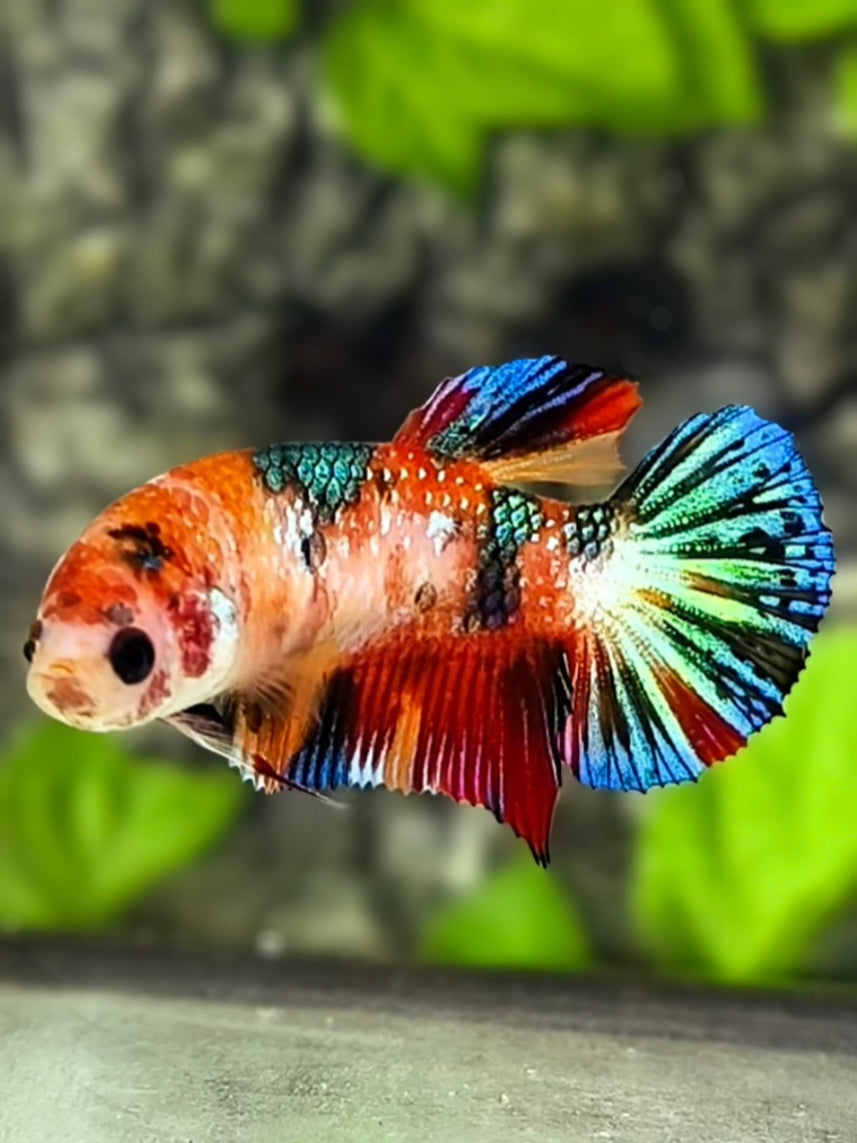 Multicolor Koi Metalic HMPK Betta Fish Female For Sorority / Breed