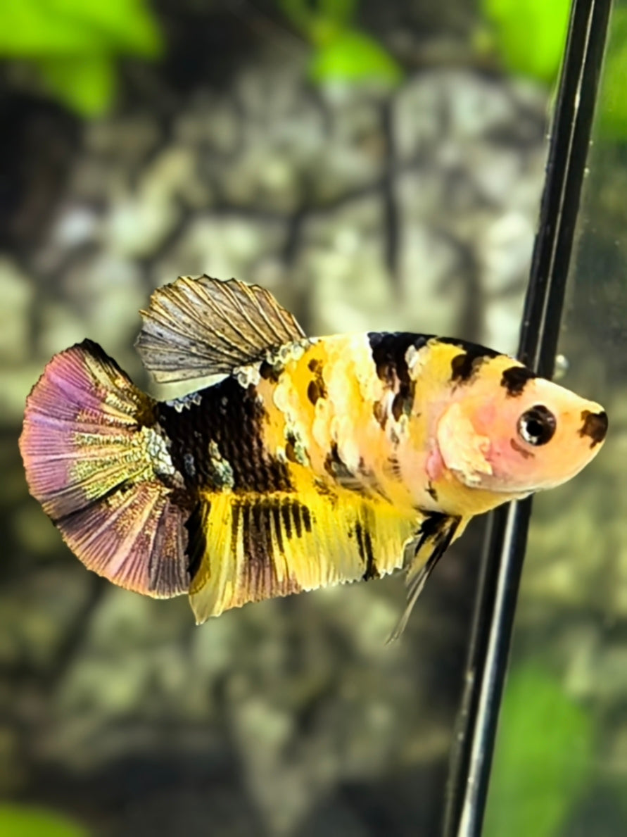 Black Lips Yellow Koi Copper Gold Tiger Galaxy HMPK Betta Fish Female For Sorority / Breed