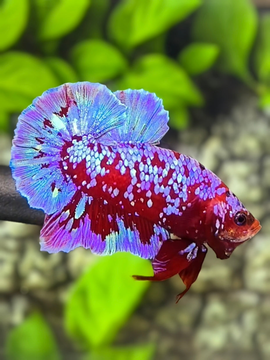 Red Purple Blue Galaxy Over HMPK Betta Fish Male