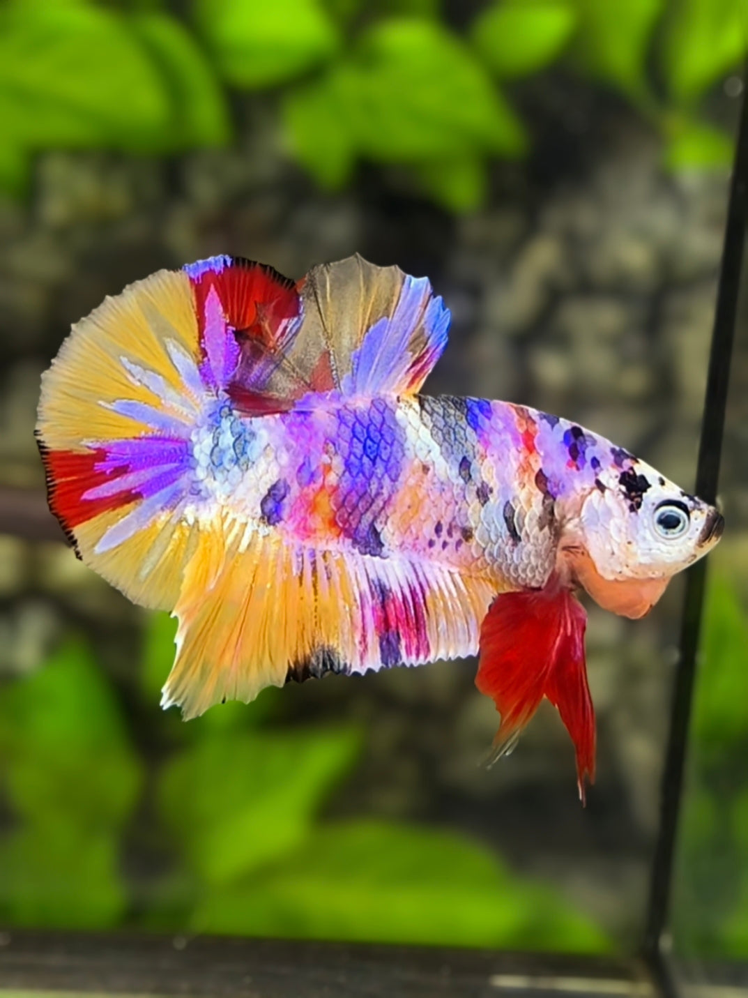 Multicolor Candy Galaxy HMPK Betta Fish Male