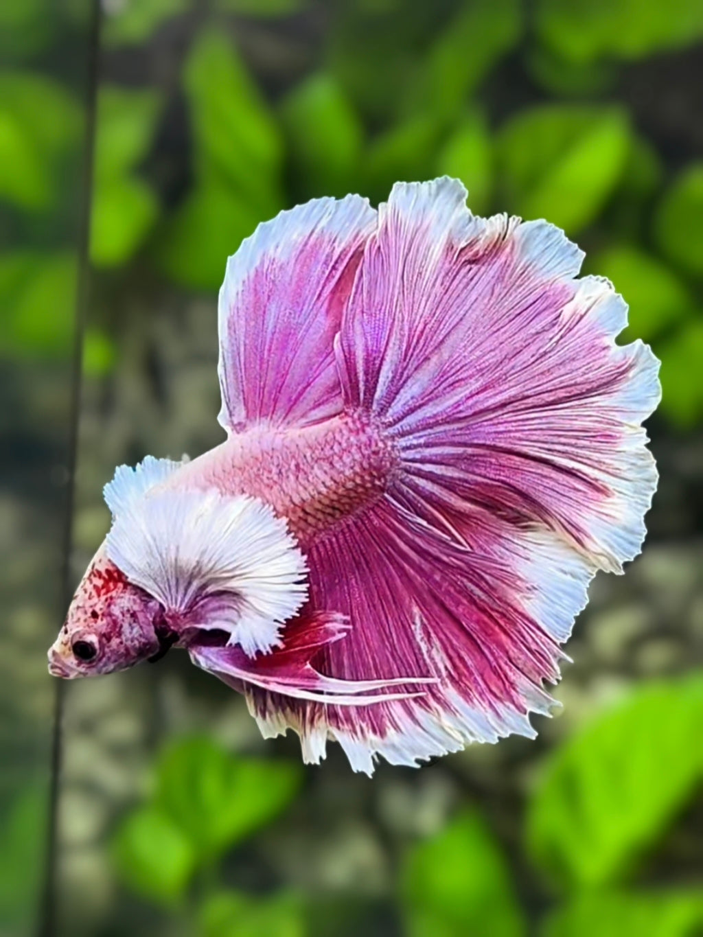 Dumbo Ears Pink Lavender Rosetail Halfmoon Betta Fish Male