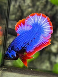 Thai Flag Warochai HMPK Betta Fish Male