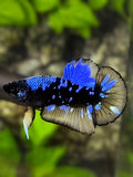 Avatar Blackstar Blue Goku HMPK Betta Fish Male