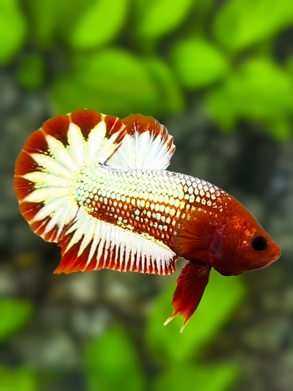 Red Head White Fancy Copper Startail  HMPK Betta Fish Male