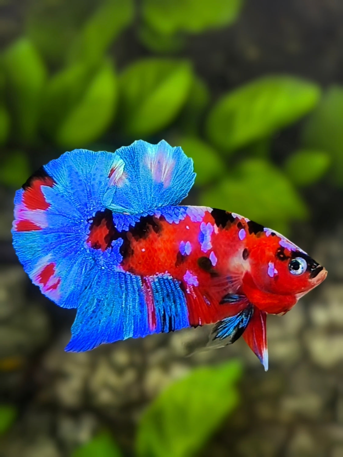 Multicolor Red Galaxy HMPK Betta Fish Male