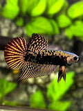 Alien Samurai Copper Gold HMPK Betta Fish Male