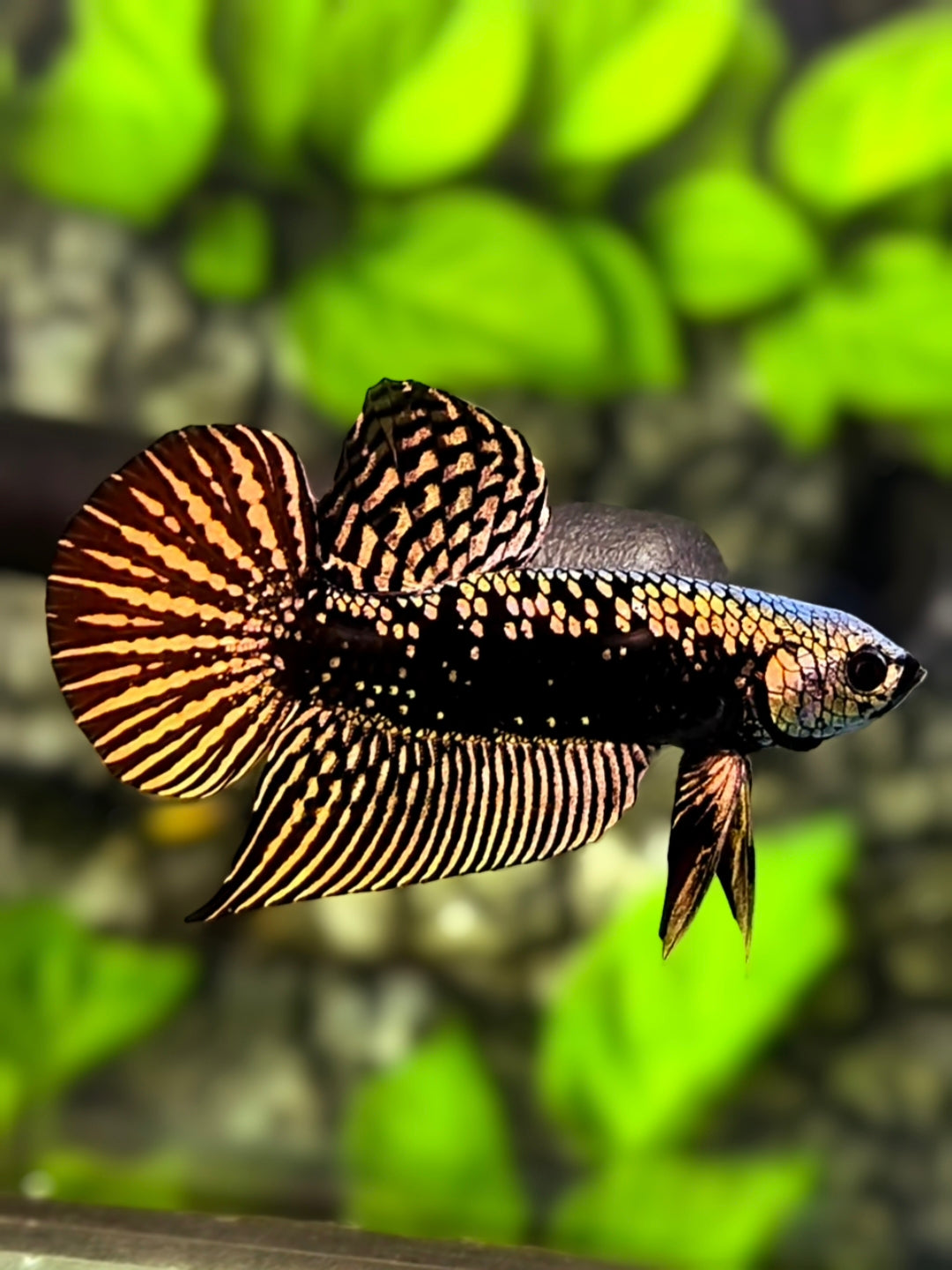 Alien Samurai Copper Gold HMPK Betta Fish Male