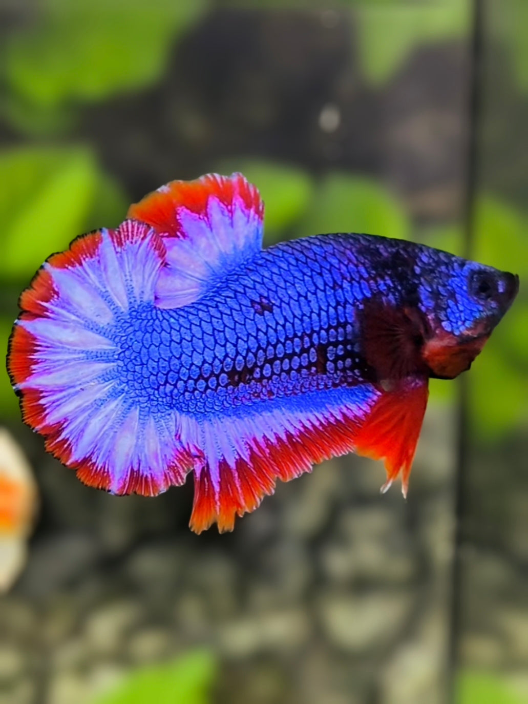 Thai Flag Warochai HMPK Betta Fish Male