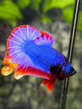 Thai Flag Warochai HMPK Betta Fish Male