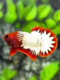 Red Head White Copper Fancy Startail HMPK Betta Fish Male