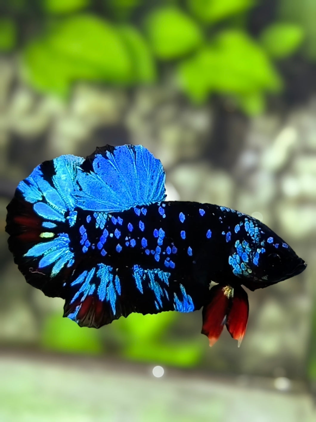Avatar Blackstar Blue Turquoise HMPK Betta Fish Male
