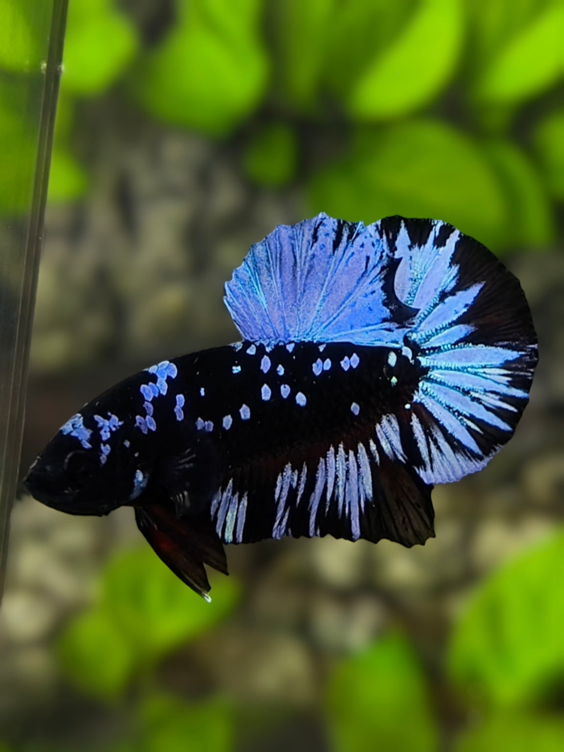 Avatar Blackstar Grey HMPK Betta Fish Male