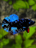 Avatar Blackstar Blue Turquoise HMPK Betta Fish Male