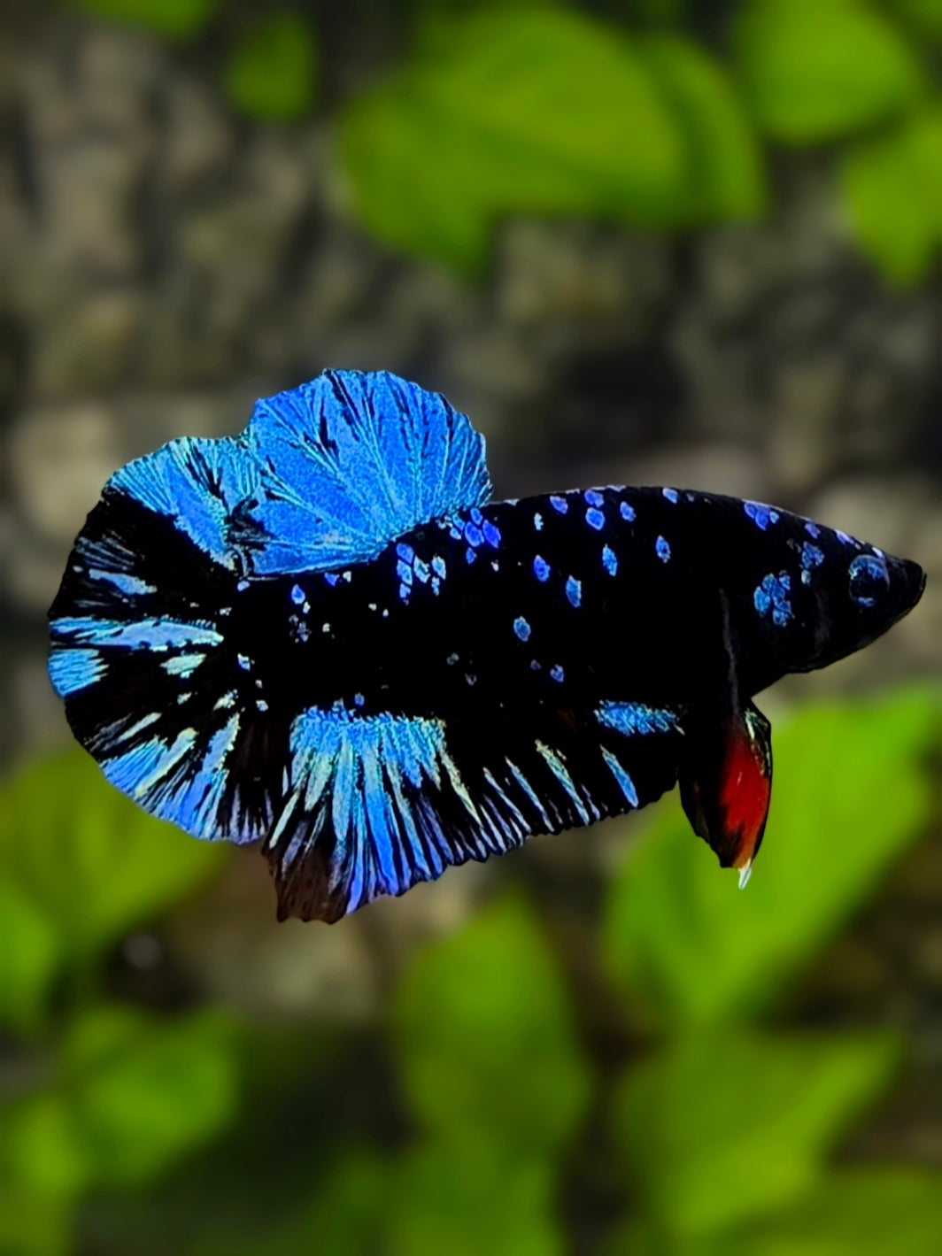 Avatar Blackstar Blue Turquoise HMPK Betta Fish Male
