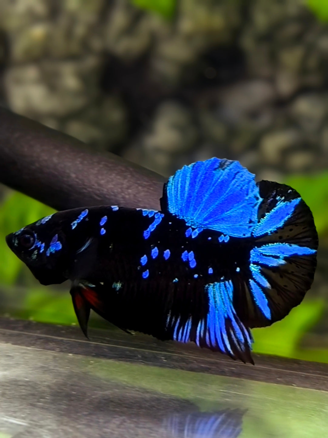 Avatar Blackstar Blue Turquoise HMPK Betta Fish Male