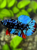 Avatar Blackstar Turquoise HMPK Betta Fish Male