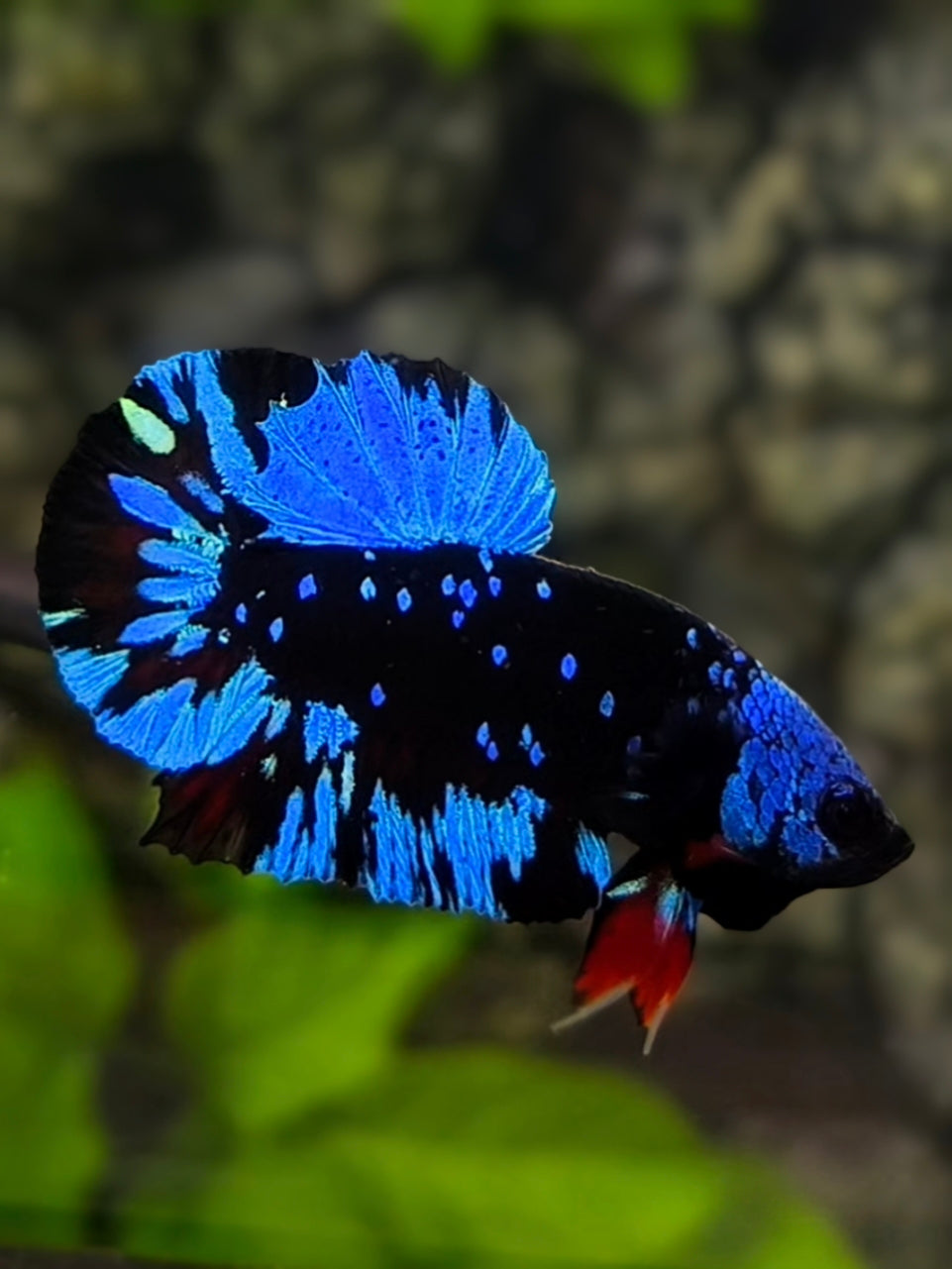 Avatar Blackstar Blue Turquoise HMPK Betta Fish Male