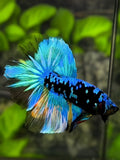 Avatar Blackstar Turquoise Halfmoon Betta Fish Male