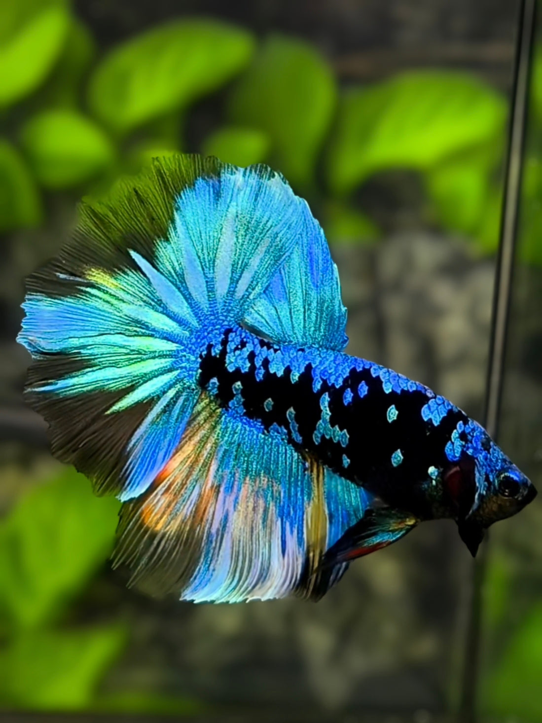 Avatar Blackstar Turquoise Halfmoon Betta Fish Male