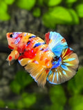 Multicolor Yellowbase Gold Galaxy HMPK Betta Fish Male