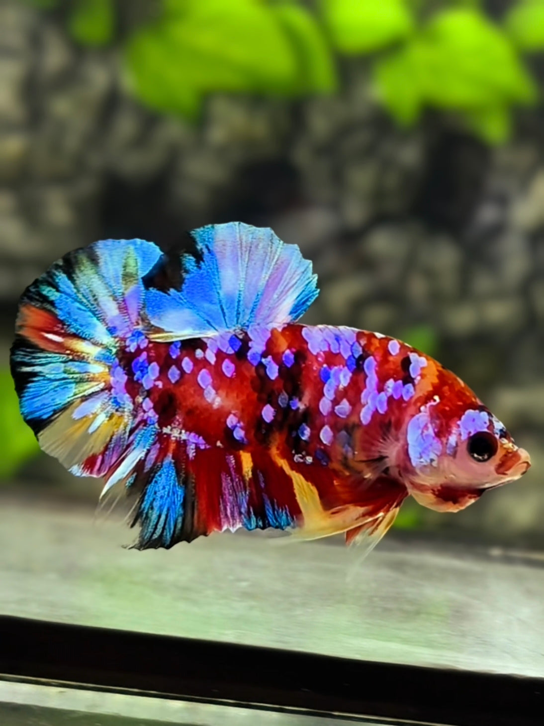 Multicolor Galaxy HMPK Betta Fish Male
